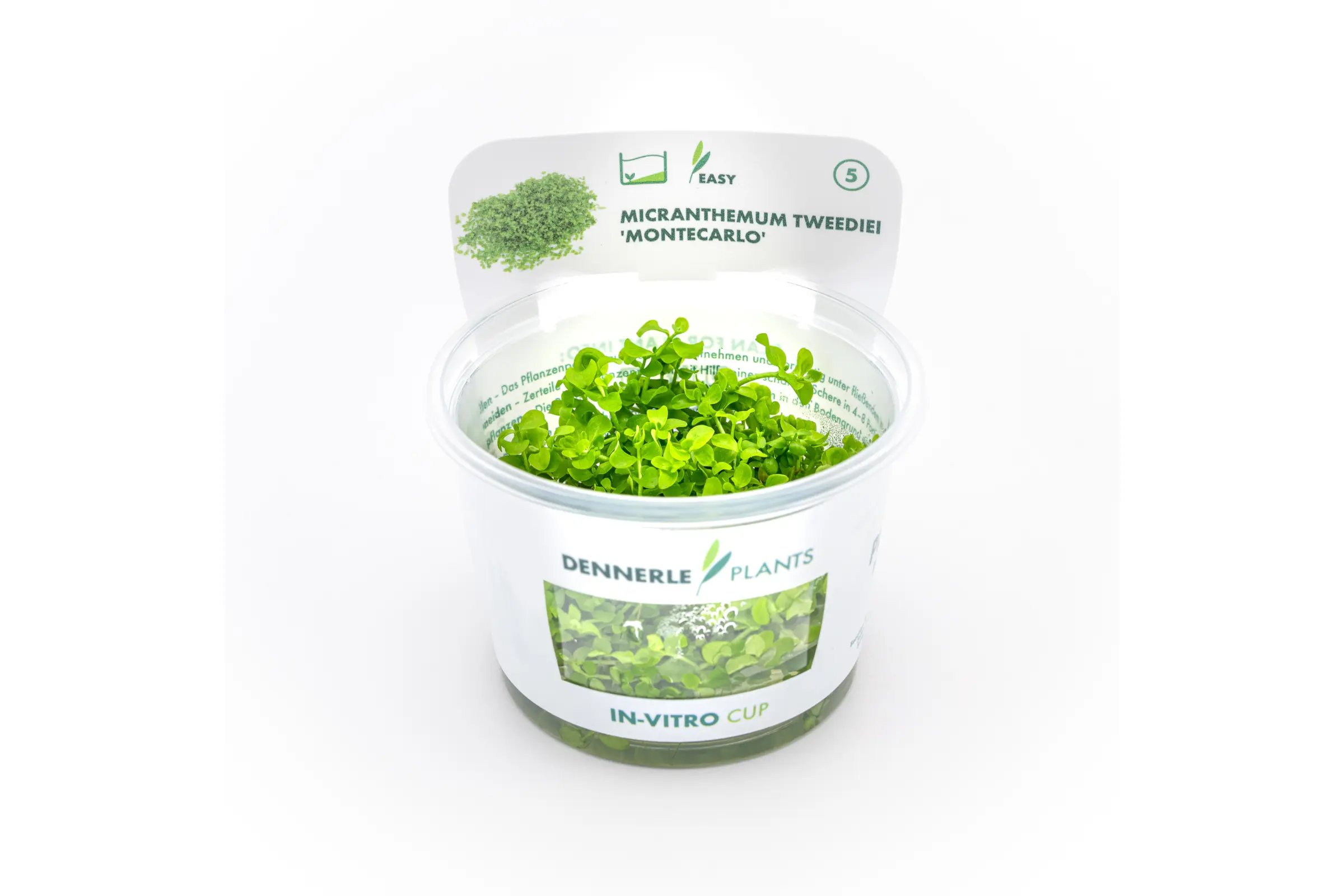 Montecarlo-Perlenkraut, Micranthemum tweediei, In Vitro