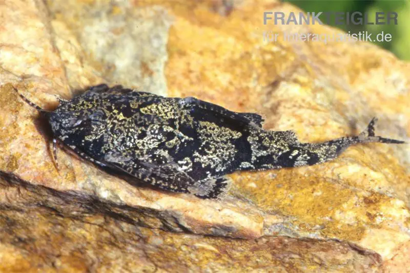 Schmetterlingswels, Hara hara, 3-4 cm