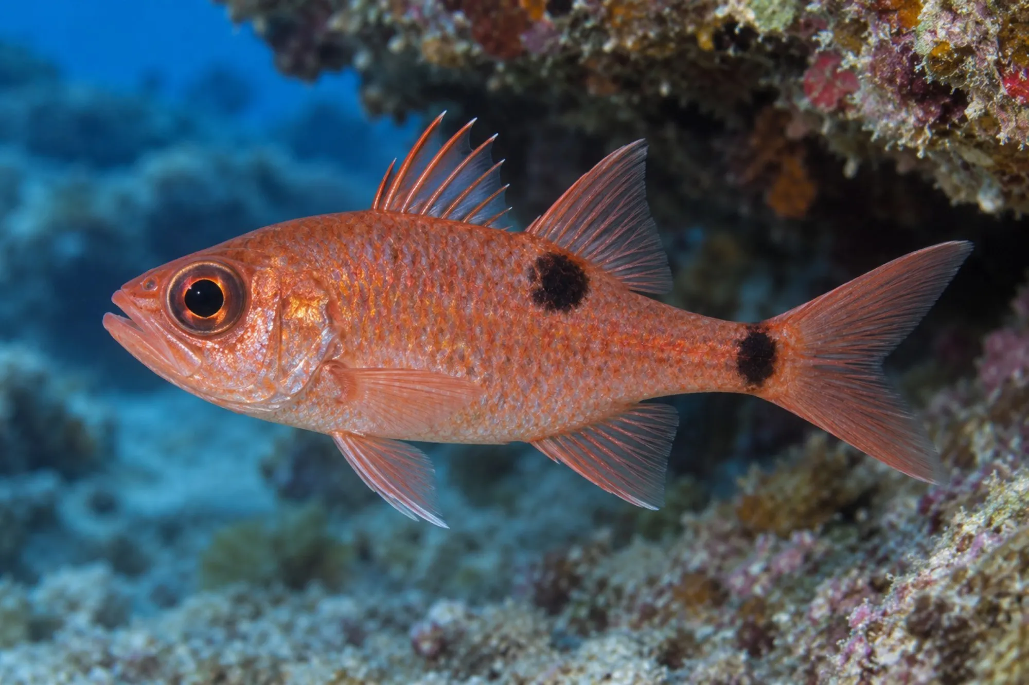 Feuerroter Kardinalbarsch, Apogon pseudomaculatus