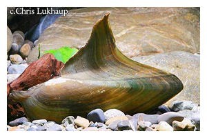 Haifischflossenmuschel, Hyriopsis bialatus