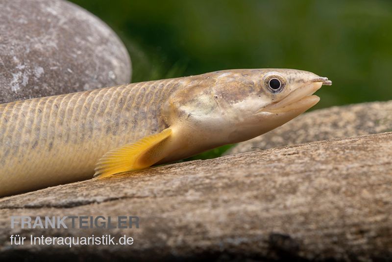 Pollis Flösselhecht, Polypterus polli