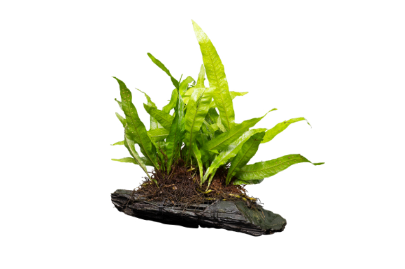 Javafarn, Microsorum pteropus auf Wurzel, 8-14 cm, kaufen