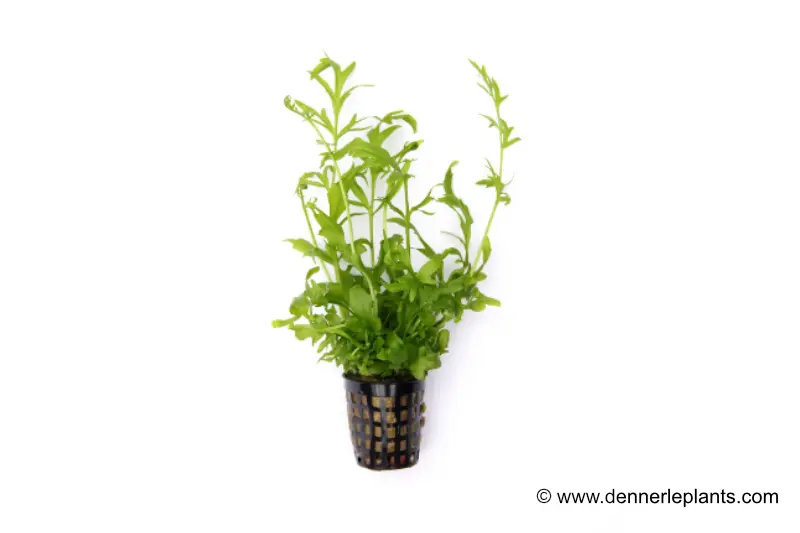 Gehörnter Hornfarn, Ceratopteris cornuta, im Topf