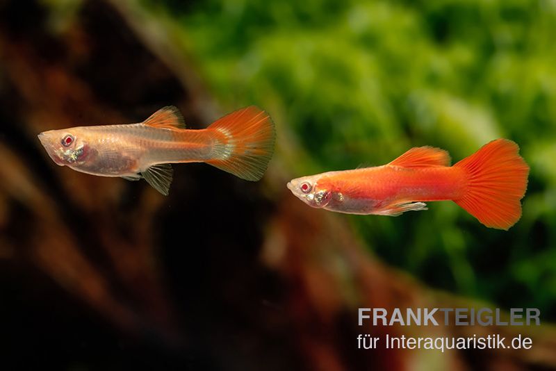 Albino Full Red Guppy, Poecilia reticulata, Männchen