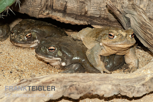 Coloradokröte, Bufo alvarius, Zufällig ausgewählt