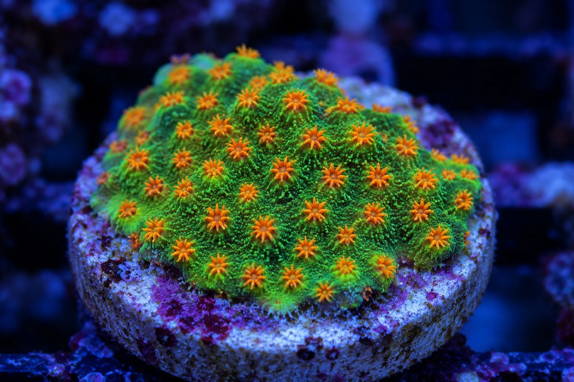 Meteorschauer-Koralle „Jingle Bells“ (Nachzucht), Cyphastrea microphthalma, Größe S–M