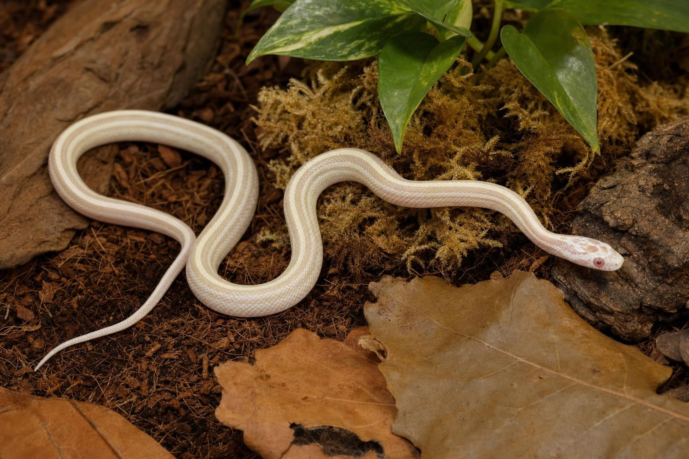 Snow-Toffee-Striped-Kornnatter, Pantherophis guttatus