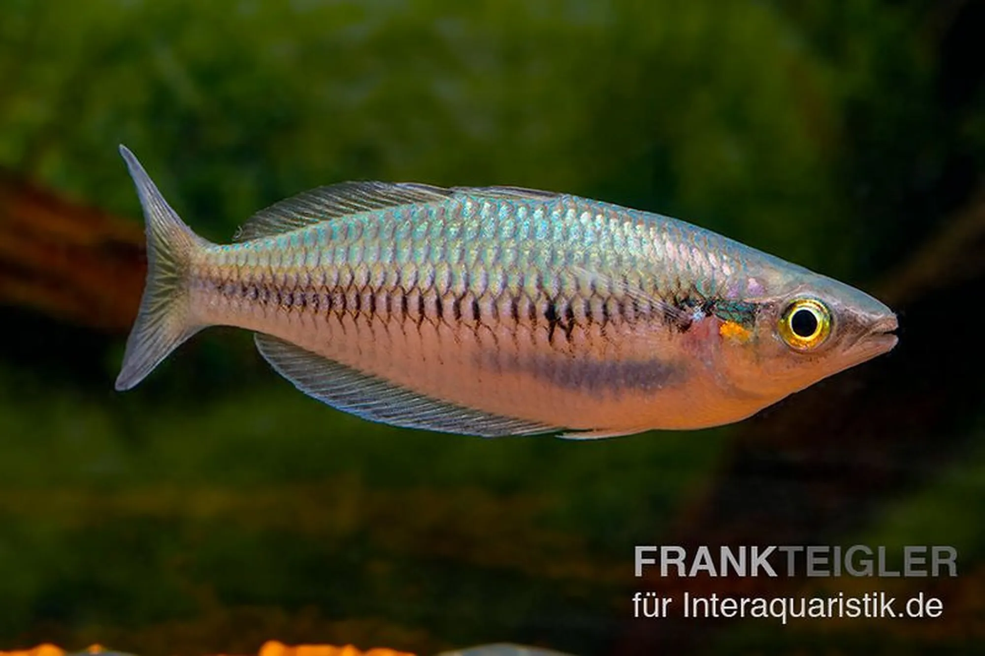 Sikuensis-Regenbogenfisch, Melanotaenia sikuensis