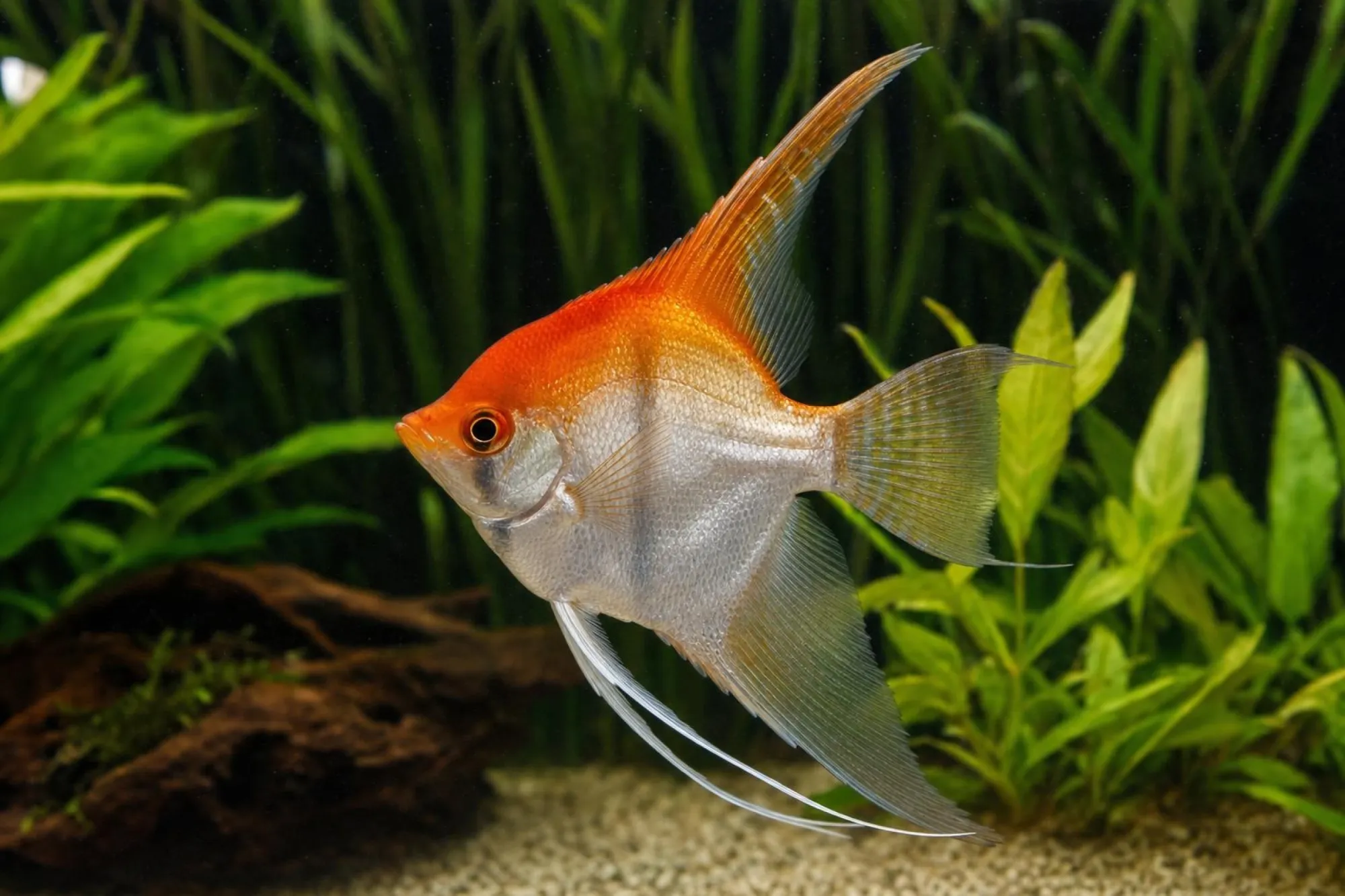 Koi-Red-Skalar, Pterophyllum scalare, ca. 7,0-9,0 cm