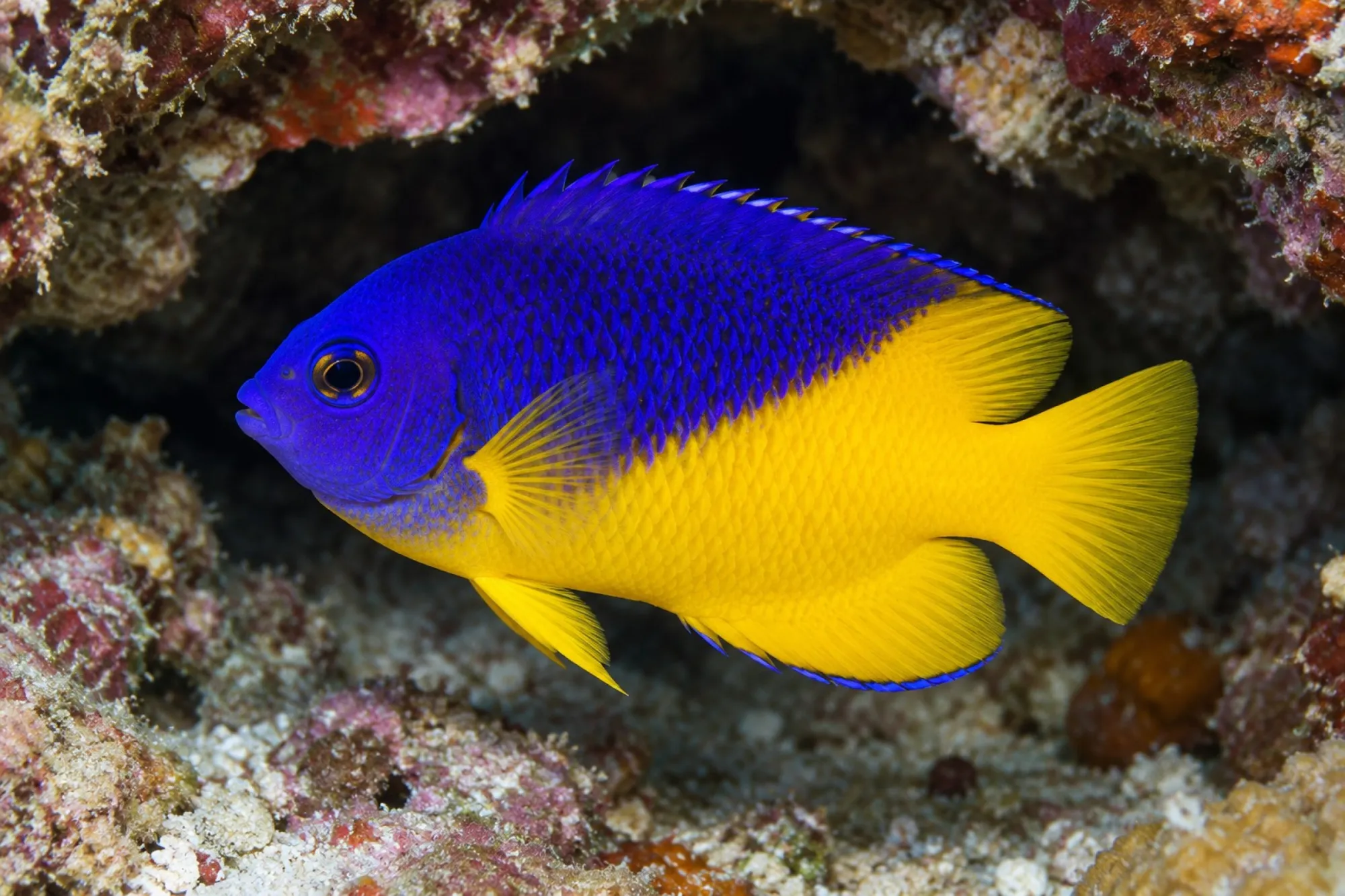 Purpurmasken-Zwergkaiserfisch, Centropyge venusta