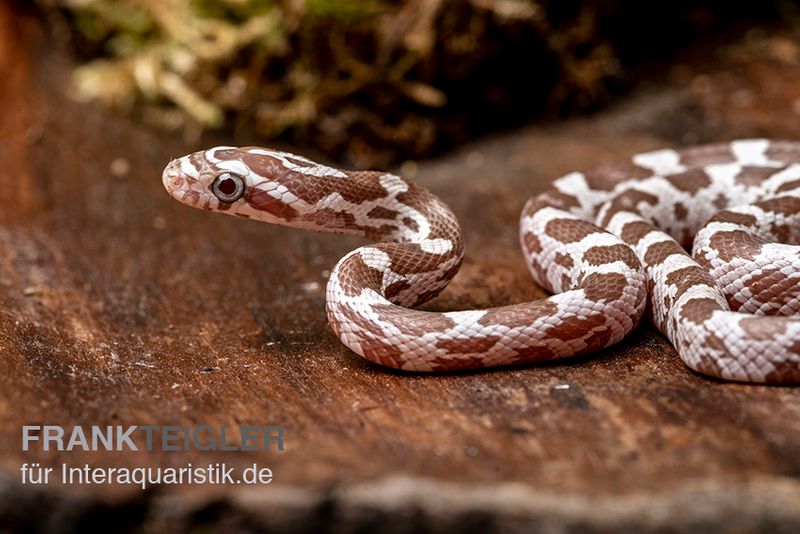 Kornnatter, Pantherophis guttatus, ULTRAMEL ANERY