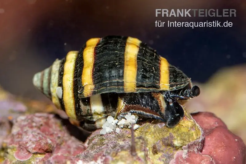 Hummelschnecke, Engina sp. (Engina mendicaria)