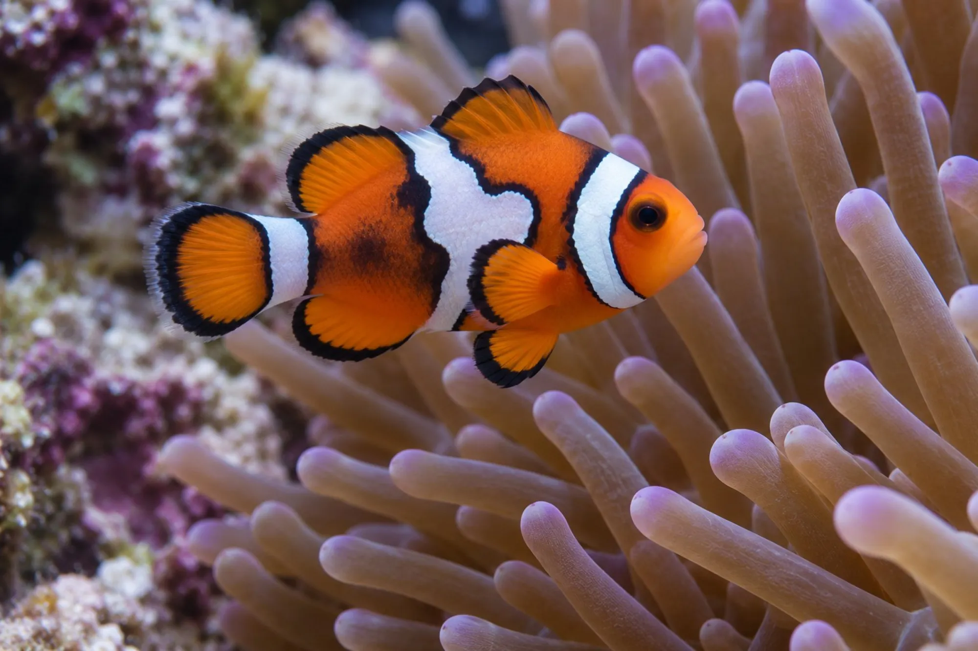 Percula-Clownfisch „Picasso“ Nachzucht, Amphiprion percula