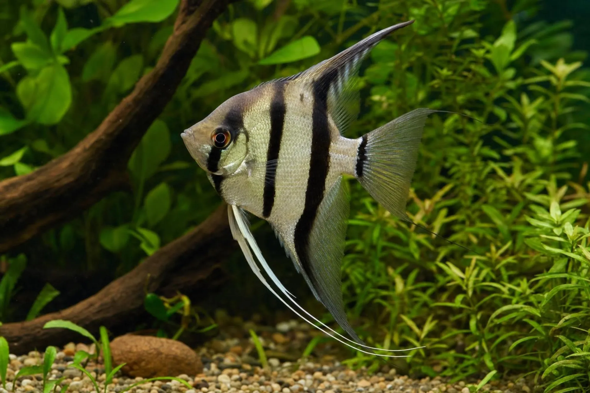 Skalar „California Smoke“, Pterophyllum scalare
