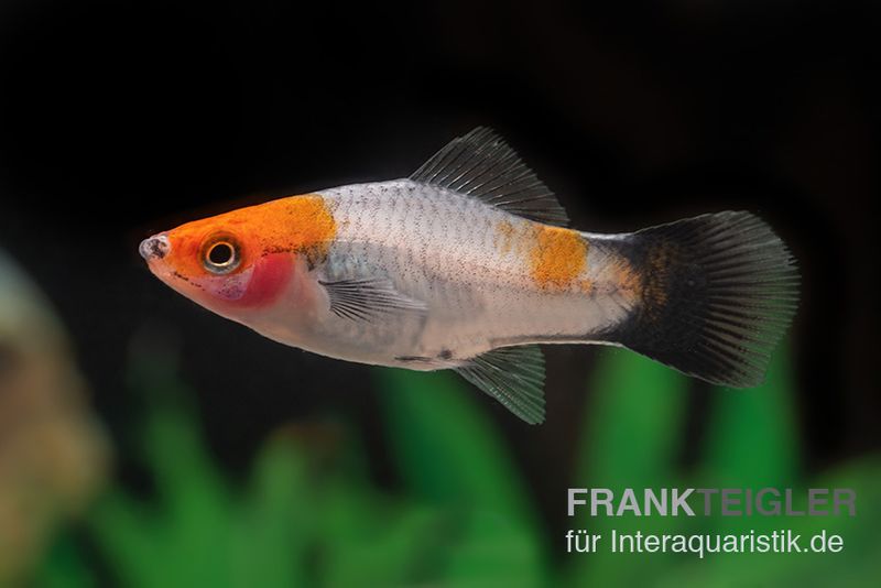 Koi-Schwertträger rot-weiß-schwarz (tricolor), Xiphophorus helleri, Zufällig ausgewählt