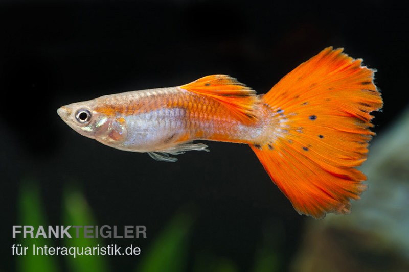 Guppy neonrot, Poecilia reticulata, Guppy Männchen