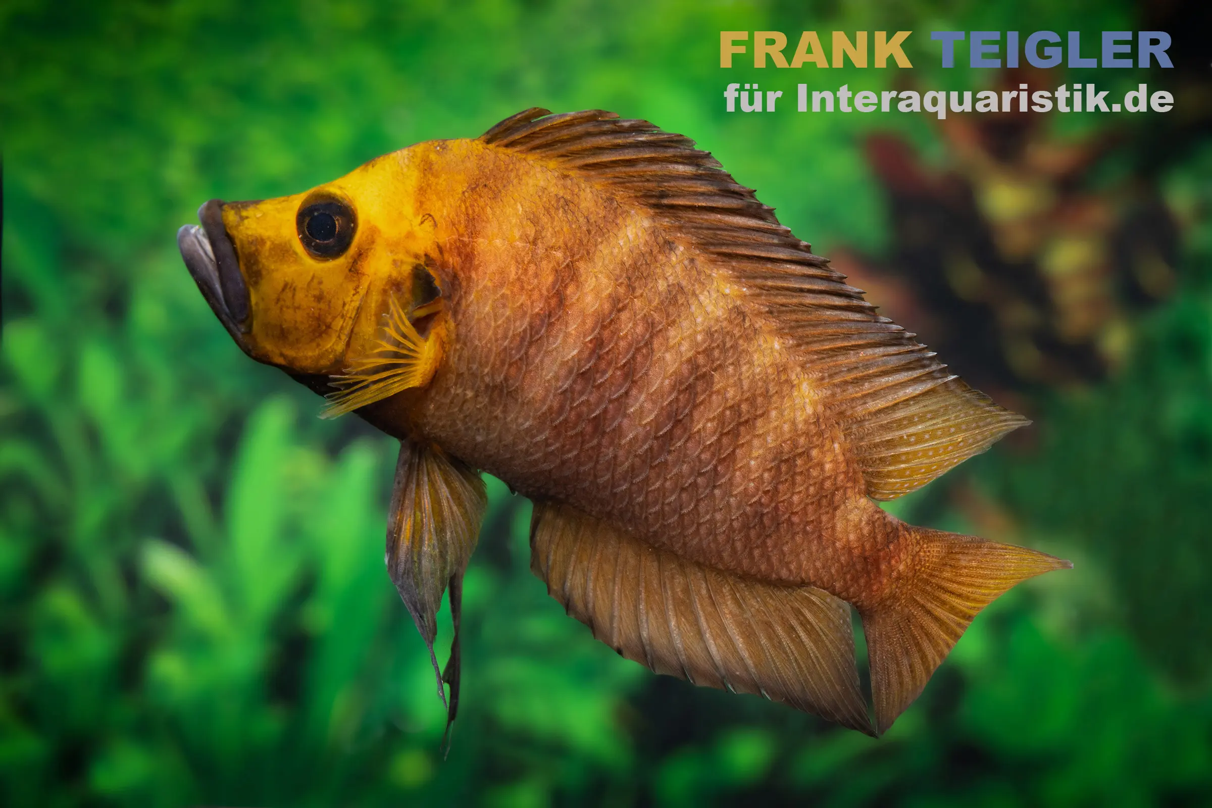 Seitenansicht gelber Buntbarsch vor Wasserpflanzen