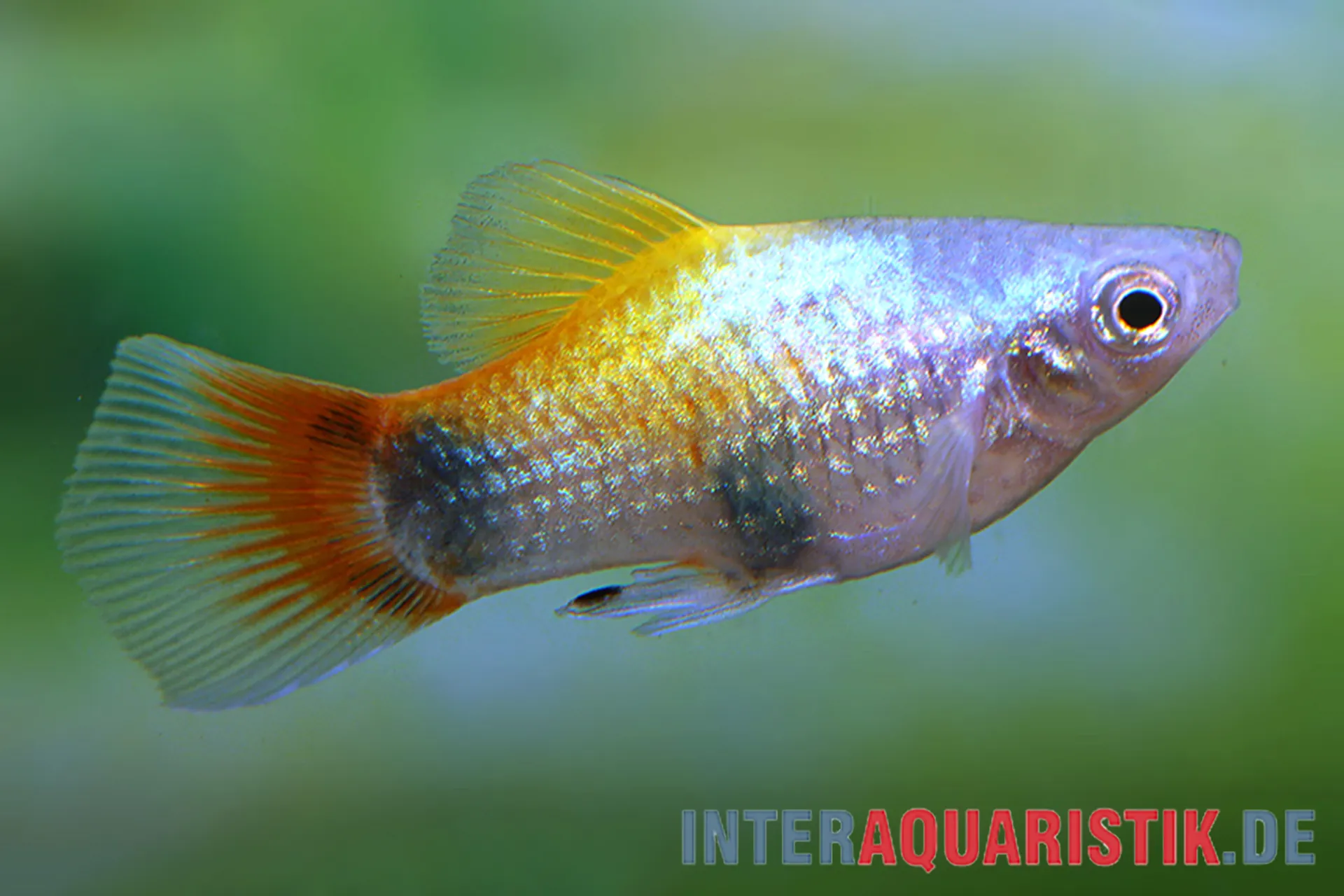Seitenansicht eines Blauen Butterfly-Platy (Xiphophorus maculatus) mit irisierendem Körper und orange-roten Flossen – Blue Butterfly Moon Platy / Mondplaty, ideal für Gesellschaftsbecken