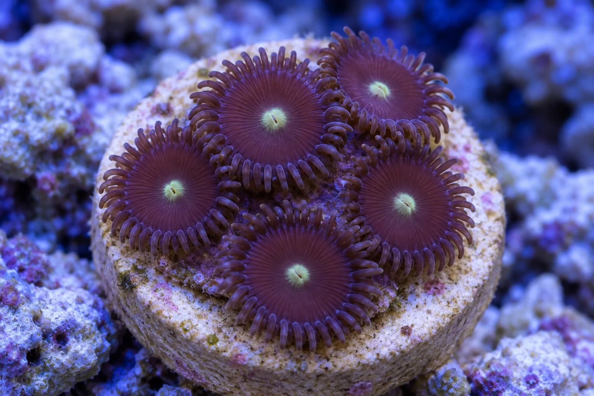 Krustenanemone „Tic Tac“ (Nachzucht), Zoanthus spec., ca. 4 - 6 Polypen