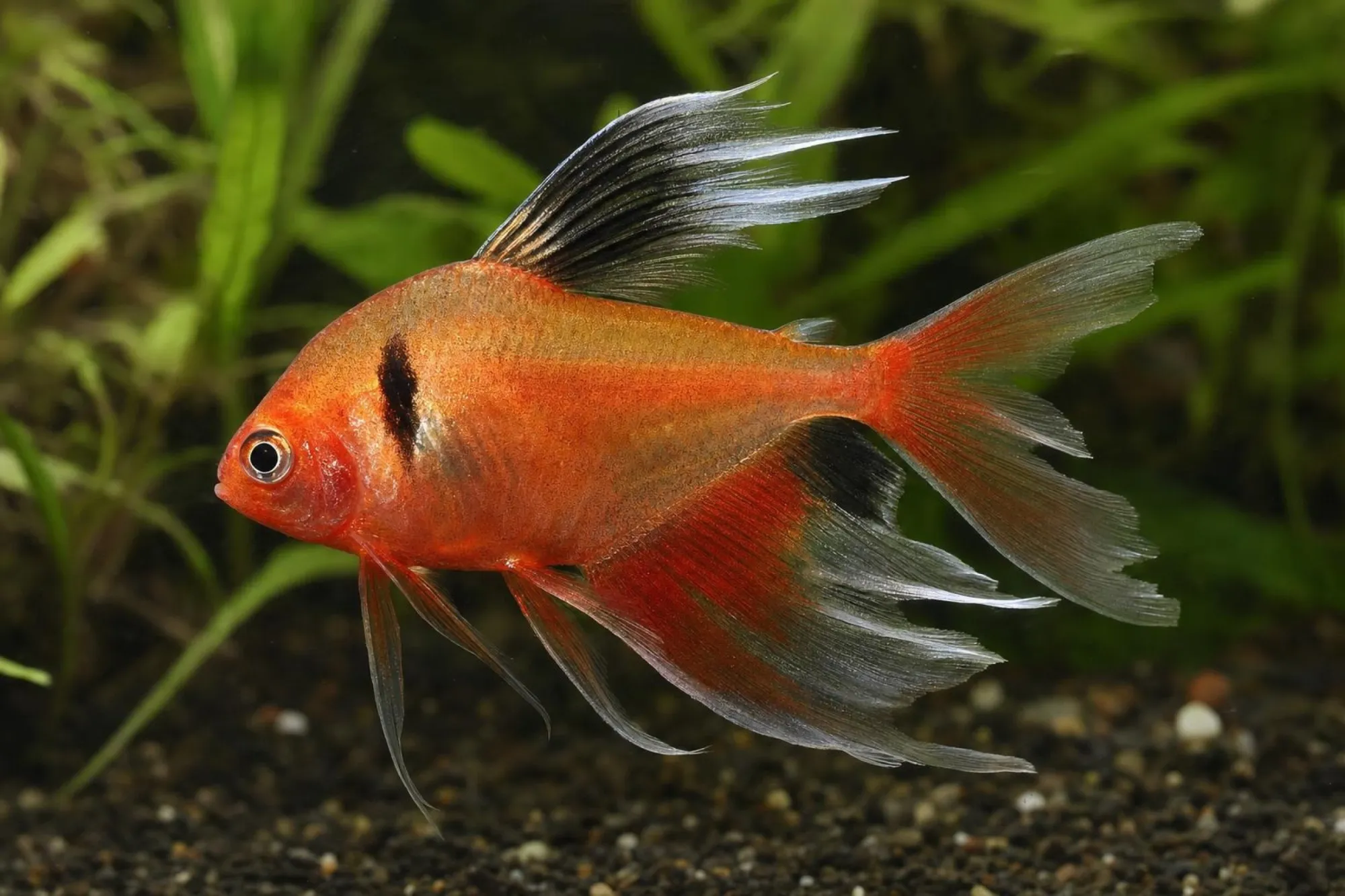 Schleier-Blutsalmler, Megalamphodus eques (Hyphessobrycon eques)