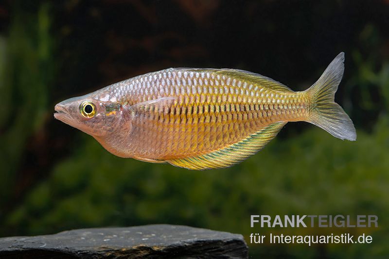 Sorong-Regenbogenfisch, Melanotaenia fredericki Wild, 5 Tiere