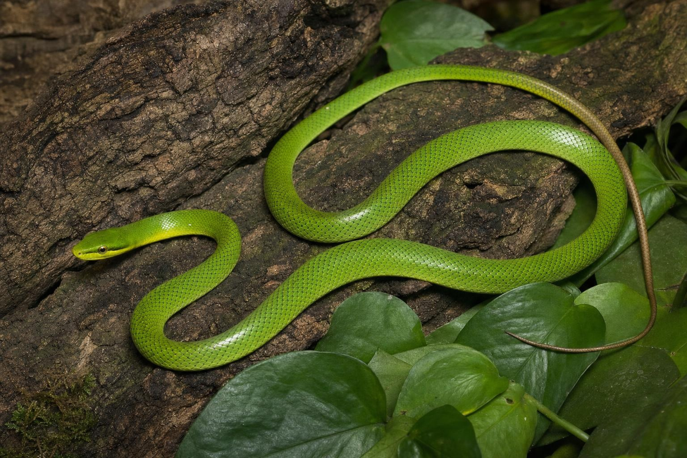 Spitzkopfnatter „Vietnam“, Gonyosoma oxycephala
