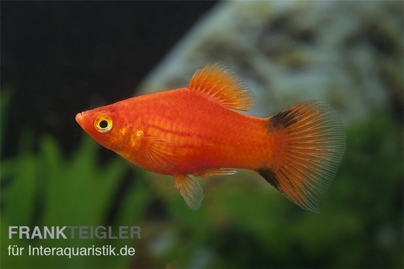 Roter Komet Platy, Xiphophorus maculatus