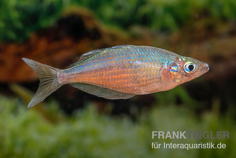 Gidomen-Regenbogenfisch, Glossolepis spec. Gidomen, 5 Tiere