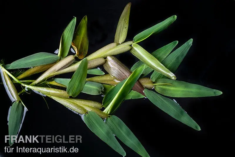 Schwimmgras, Hygroryza aristata, 250 ml Becher