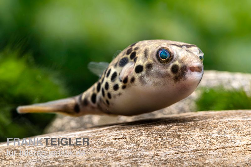 Leopardkugelfisch, Tetraodon schoutedeni