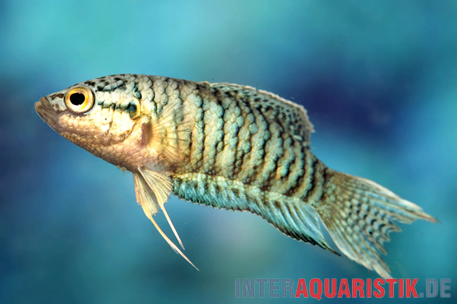 Seitenansicht eines farbenfrohen Zierfisches im Aquarium: blau-grüne Schuppen, gelb umrandetes Auge und lange fadenartige Brustflossen vor blauem Hintergrund