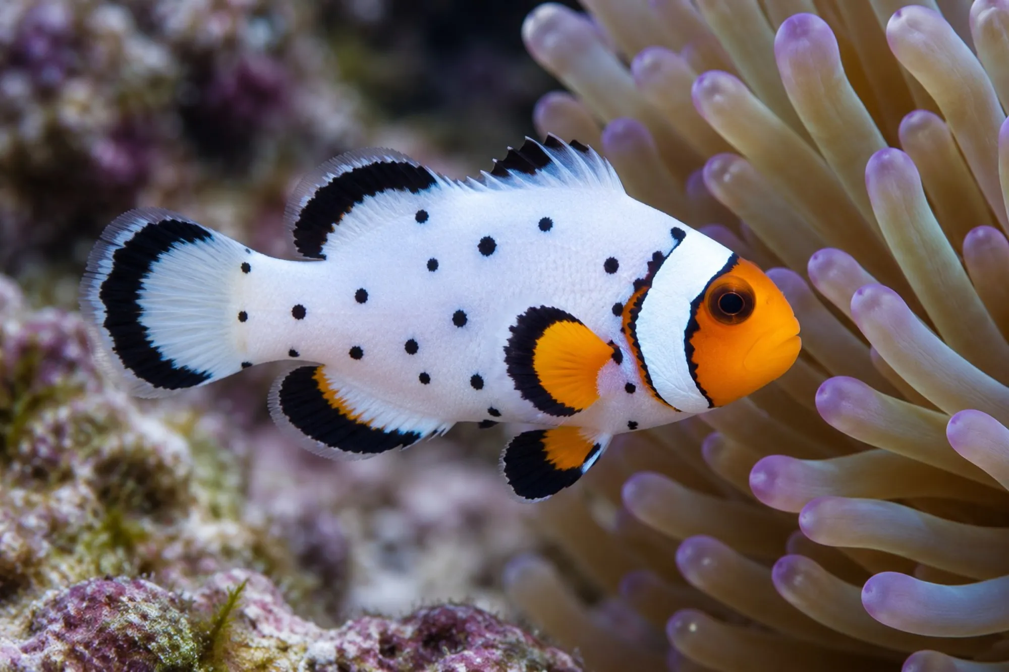Ocellaris-Clownfisch „Premium Frostbite“ Nachzucht, Amphiprion ocellaris