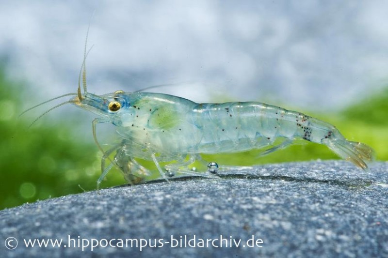 Blue Pearl Garnele, Neocaridina cf. zhangjiajiensis