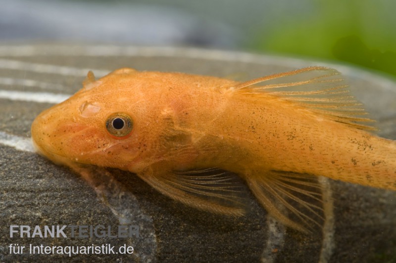 Super-roter Antennenwels, Ancistrus sp. "Super rot"