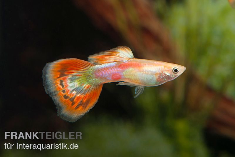 Guppy Pigeon Blood, Poecilia reticulata, Guppy Männchen