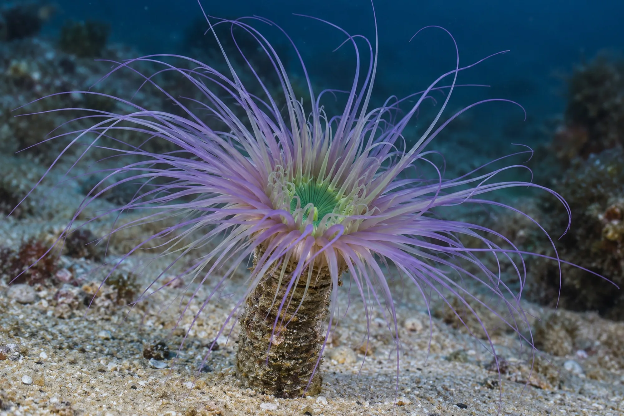 Filigrane Zylinderrose „Lila/Grüne Mitte“, Cerianthus filiformis, Größe M–L