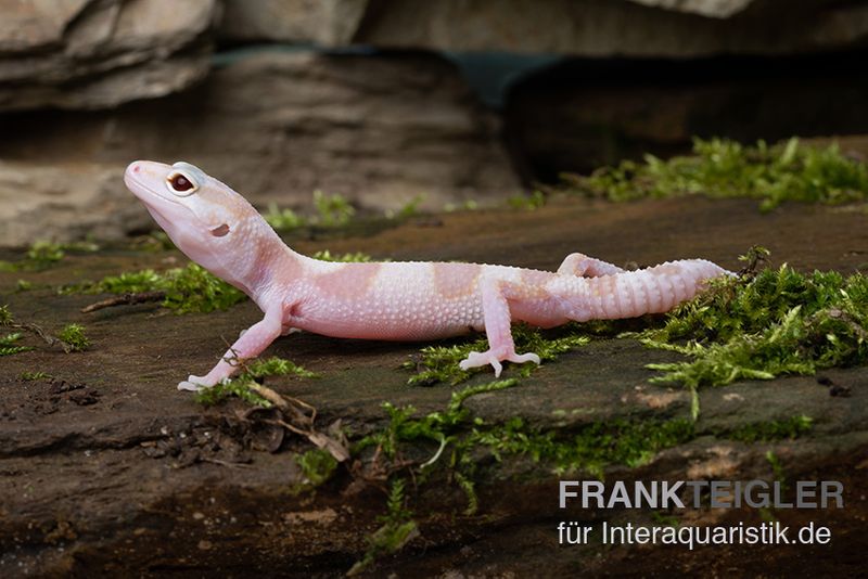 Leopardgecko, Eublepharis macularius, TREMPER ALBINO MACK SNOW