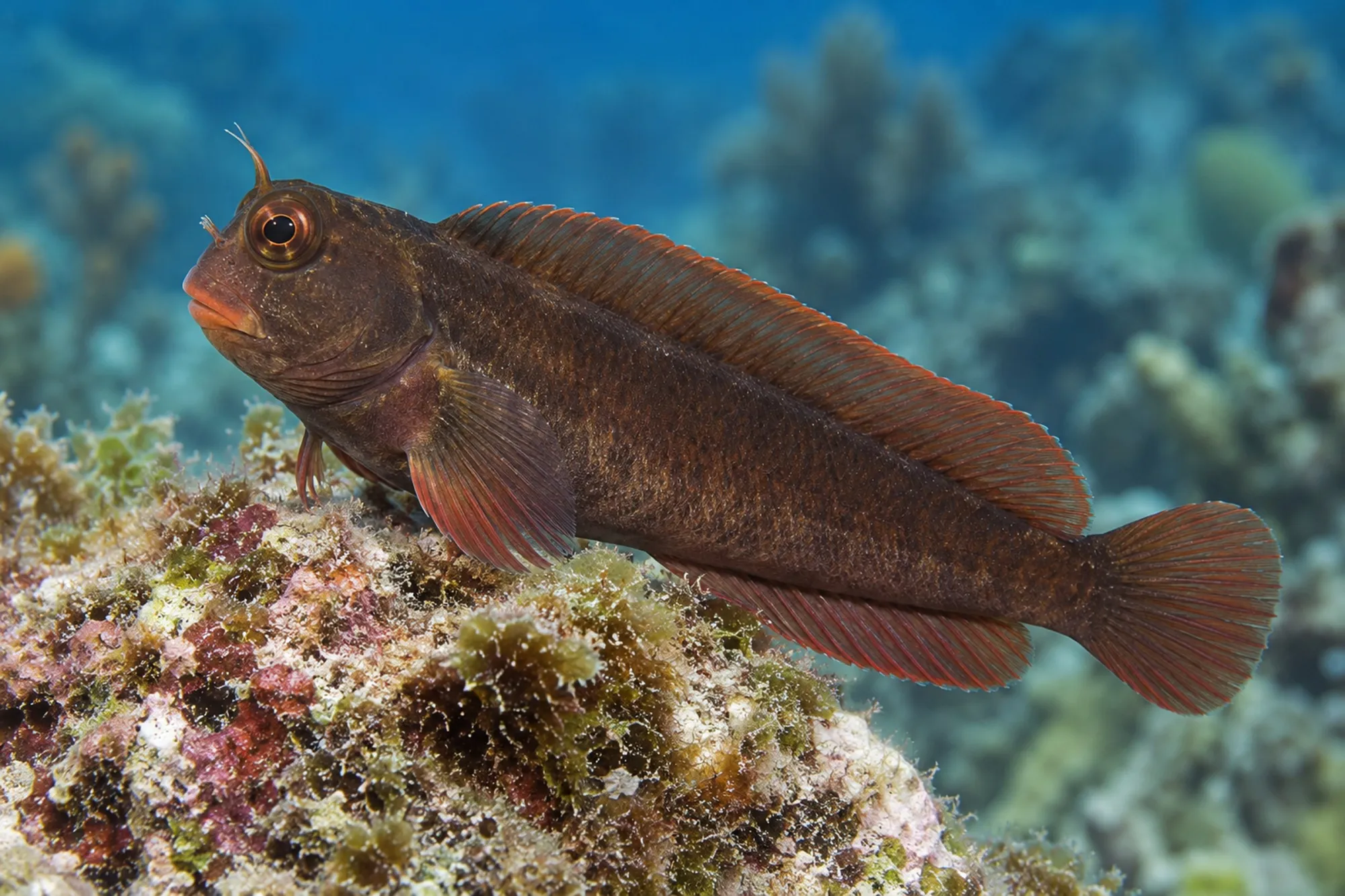 Rotlippen Blenny, Ophioblennius macclurei