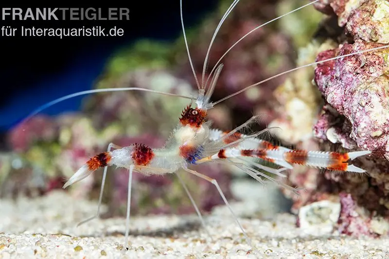 Gebänderte Scherengarnele, Stenopus hispidus