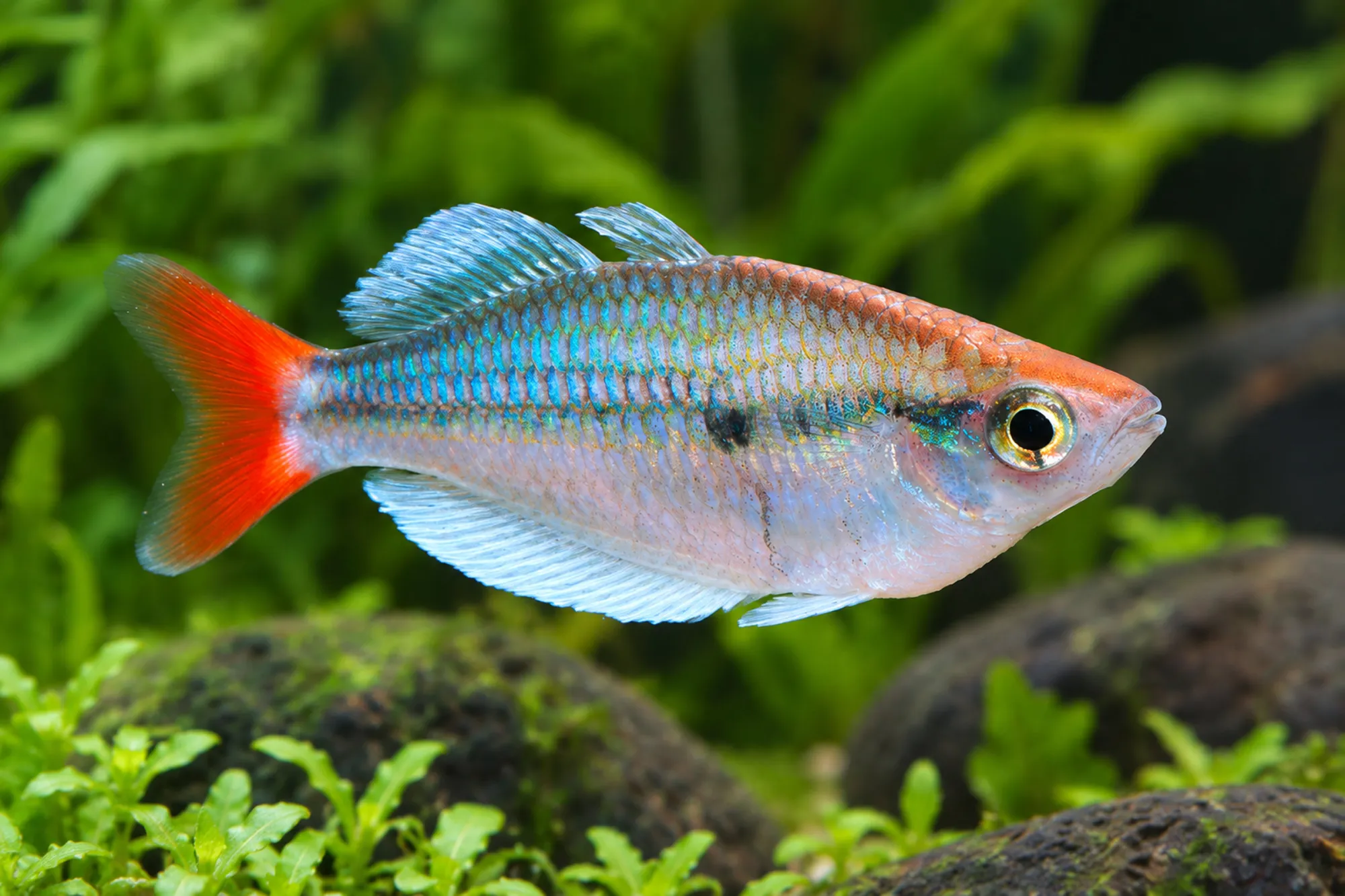 Kali-Tawa-Regenbogenfisch, Melanotaenia sp. „Kali Tawa“