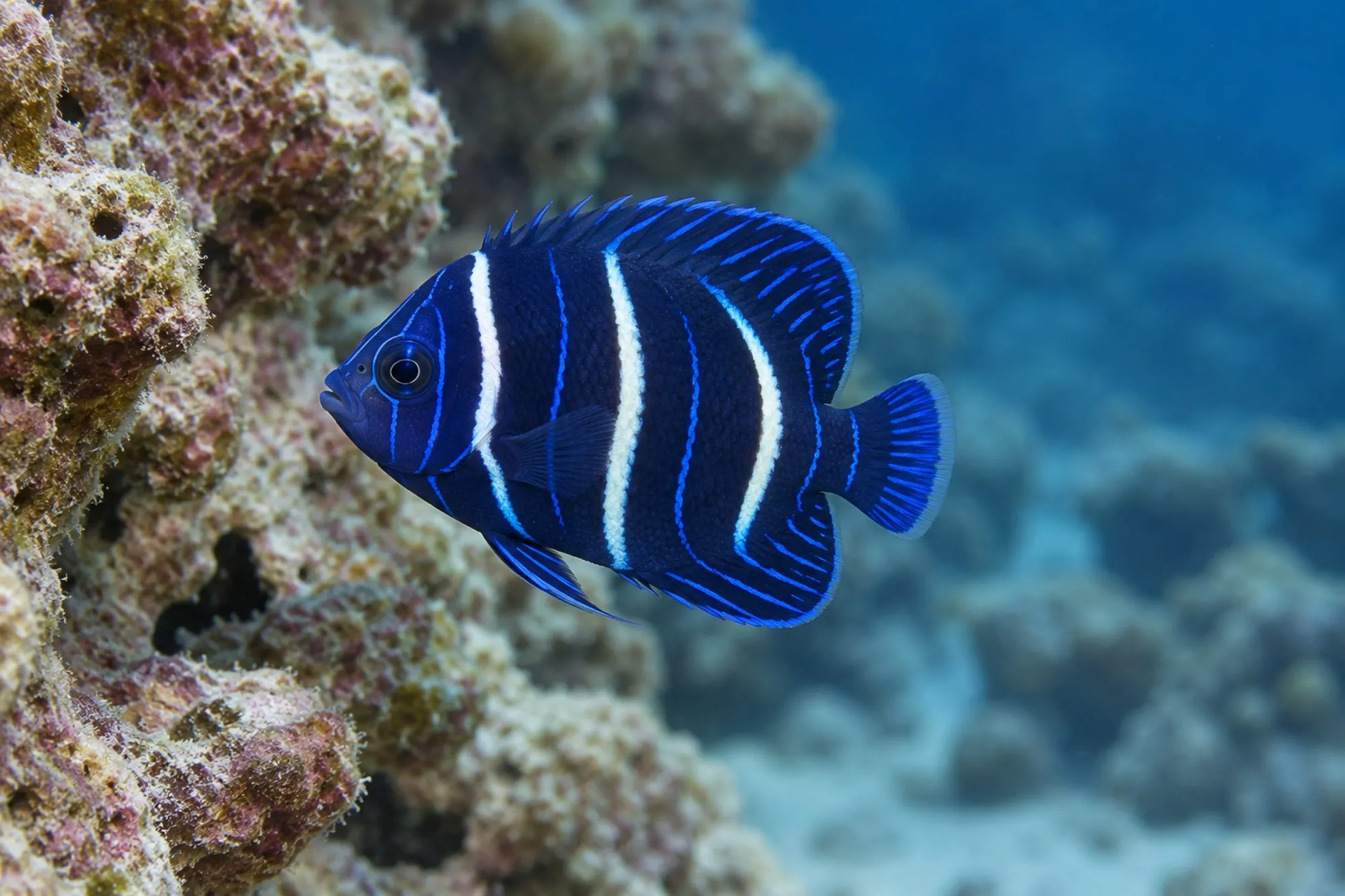 Halbmond-Kaiserfisch Nachzucht, Pomacanthus asfur