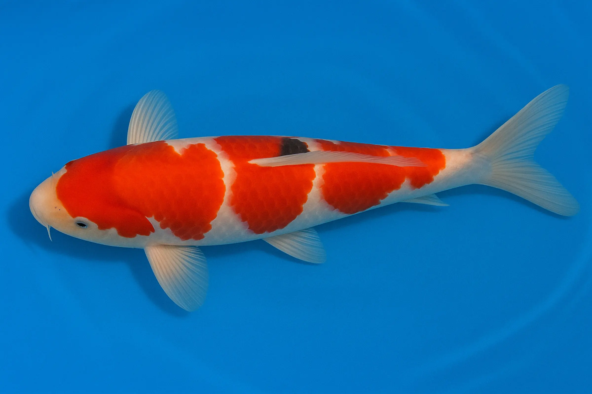 Japan Koi Tanaka Tosai Kohaku, Cyprinus carpio, 15-18 cm