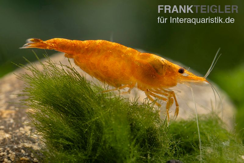 Orange Skunk Garnele, Neocaridina davidi Orange Skunk