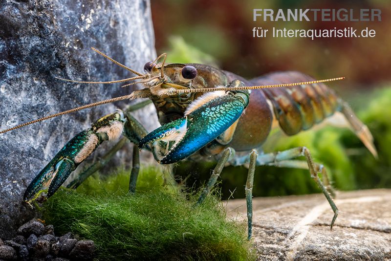 Blauer Papua-Flusskrebs, Cherax communis, Zufällig ausgewählt