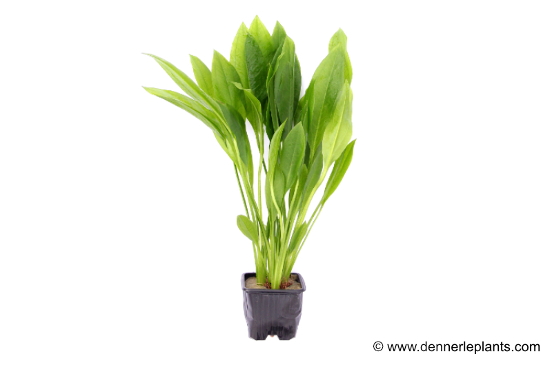 Breite Amazonaspflanze, Echinodorus bleheri, XL-Topf Mutterpflanze