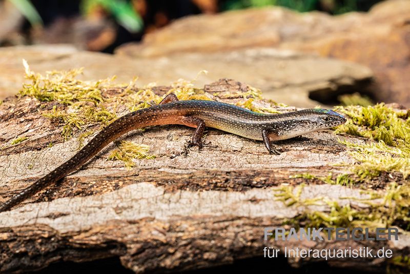 Togo-Skink, Panaspis togoensis