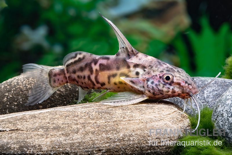 Greshoffs Fiederbartwels, Synodontis greshoffi