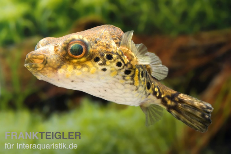 Echter Palembang-Kugelfisch, Tetraodon palembangensis