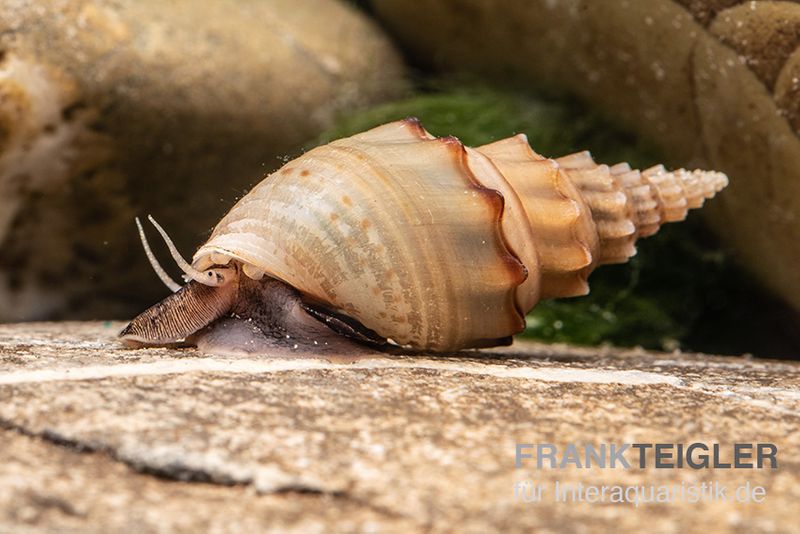 Gestachelte Turmdeckelschnecke, Thiara winteri (Thiara scabra)