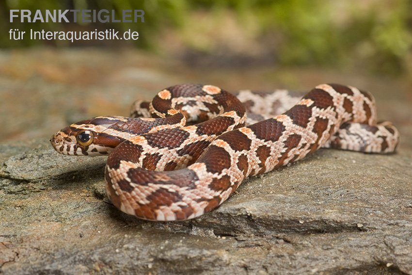 Kornnatter Wildform, Pantherophis guttatus, WF